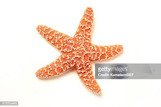 shellfish series - starfish 個照片及圖片檔