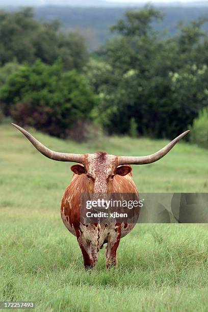 longhorn - ranch landscape stock pictures, royalty-free photos & images