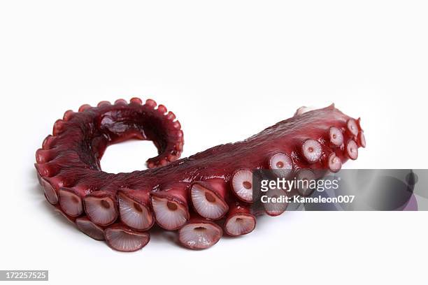 krake - octopus stock-fotos und bilder