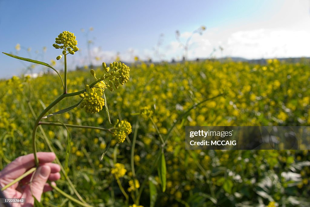 Mustard plant