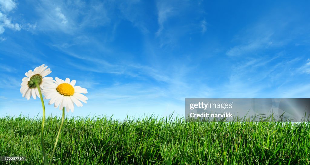 Green grass with daisy flowers