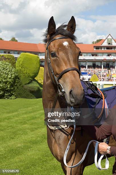 racehorse - chester races stock pictures, royalty-free photos & images