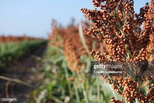 milo - sorgo stockfoto's en -beelden