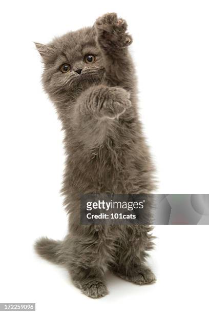 me please - kitten stock pictures, royalty-free photos & images