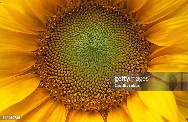 gros plan d'un tournesol - sunflower stock photos et images de collection