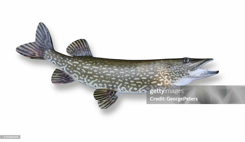 Northern Pike