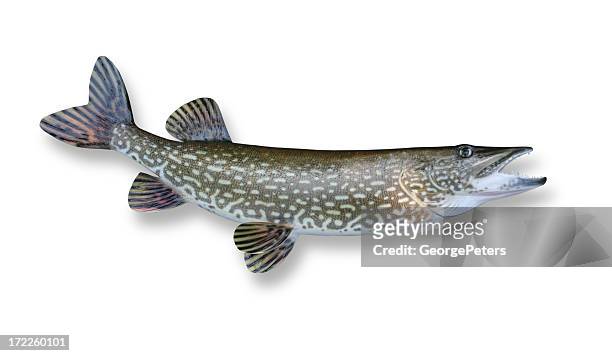 northern pike - pike stock pictures, royalty-free photos & images