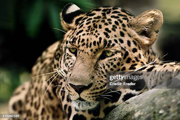 leopard - african leopard stock pictures, royalty-free photos & images