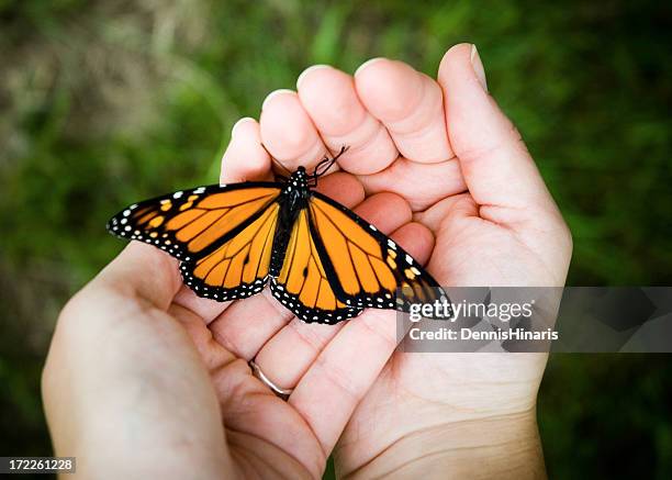 close-up of person holding butterfly in hand - releasing butterfly stock pictures, royalty-free photos & images