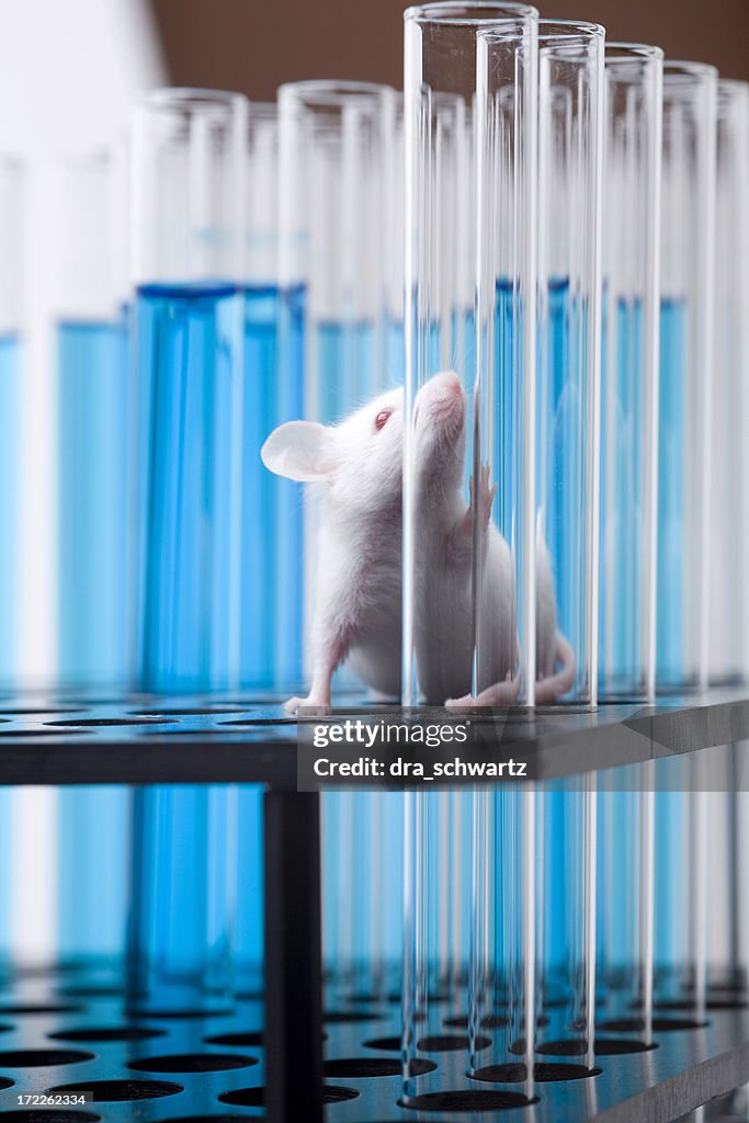 Lab Mouse Real Laboratory Mouse High-Res Stock Photo - Getty Images