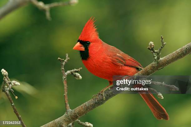 northern cardinal (male - cardinal stock-fotos und bilder