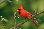 Northern Cardinal (Male)