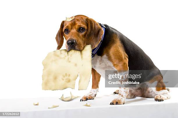 Dog Ripping Open Present Dog Ripping Up Photos and Premium High Res Pictures - Getty Images