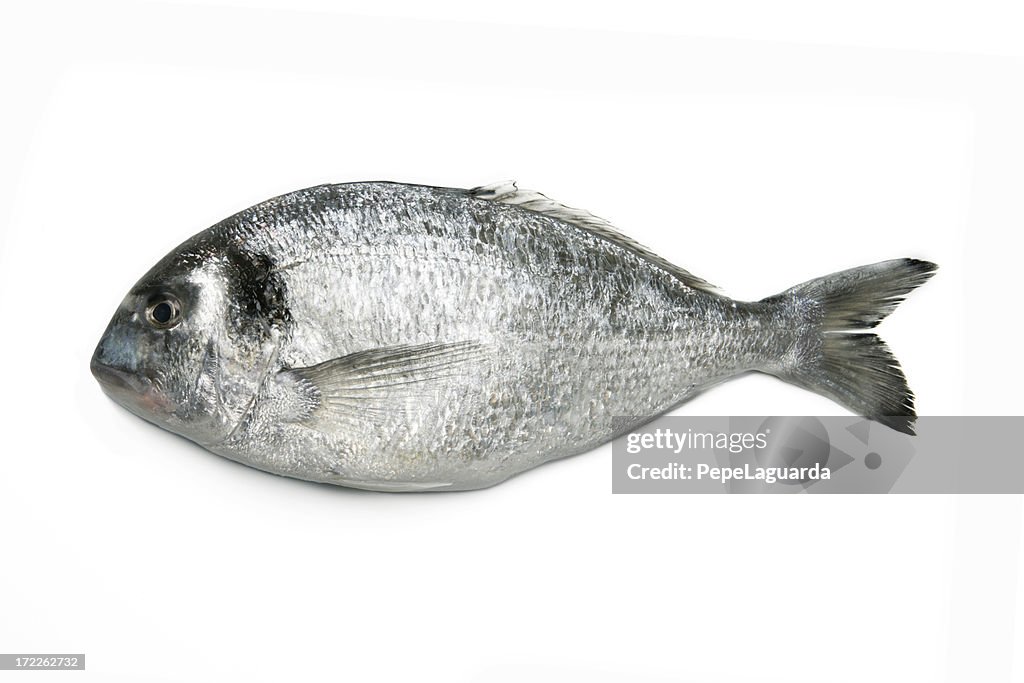 Gilt-head
