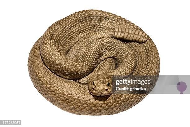 a coiled rattlesnake against a white background - rattlesnake isolated stock pictures, royalty-free photos & images