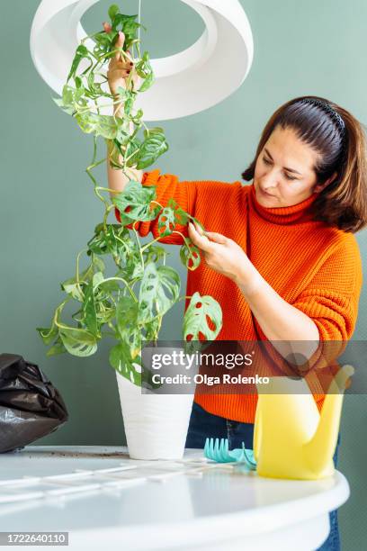 plant twigs examination for illness after reseeding. smiling mature woman taking care of monstera plant in pot. - leaf rust stock pictures, royalty-free photos & images