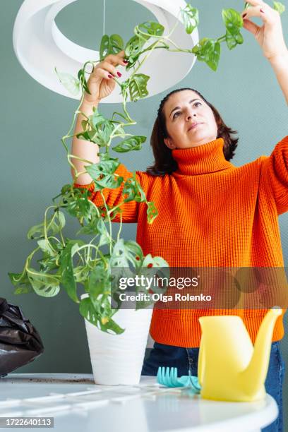 checking plant leaves after transplanting. mature woman carefully examining plant stem for rust and illness - leaf rust stock pictures, royalty-free photos & images