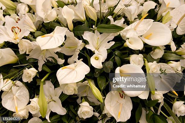 funeral flores blancas lilies - flor alcatraz y fondo blanco fotografías e imágenes de stock