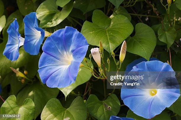 モーニンググローリーフラワーブルームズ、ブルーの明るいペタルズ庭園 - あさがお ストックフォトと画像