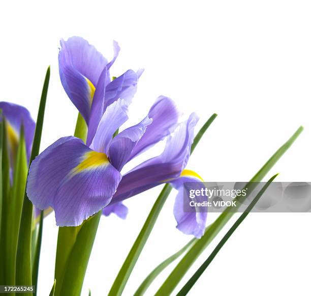 iris - the purple iris stock pictures, royalty-free photos & images