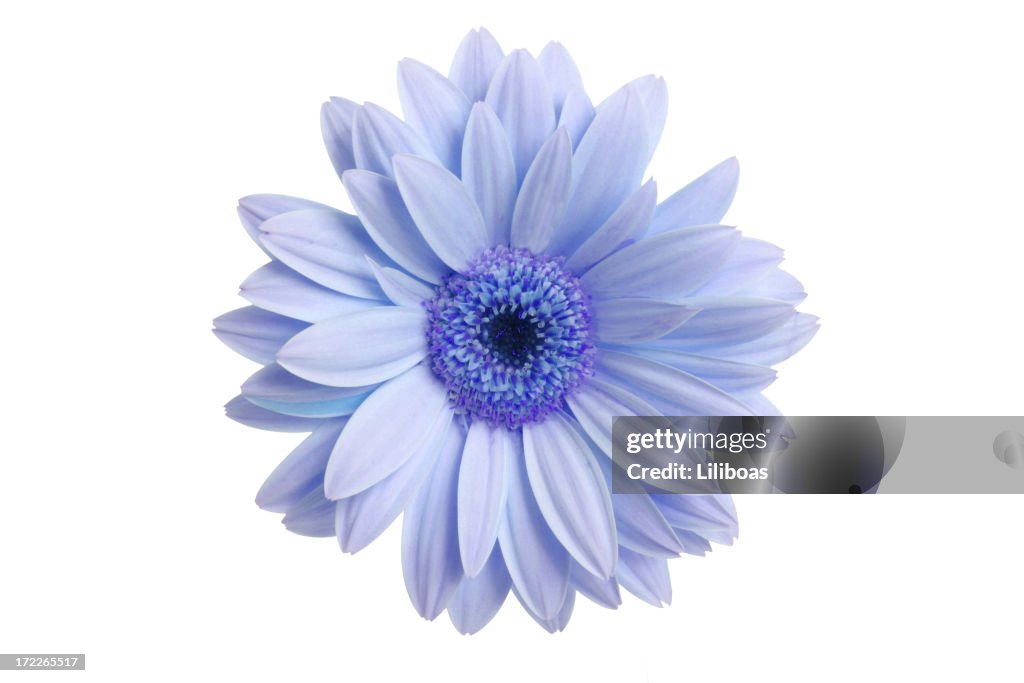 What a Daisy!