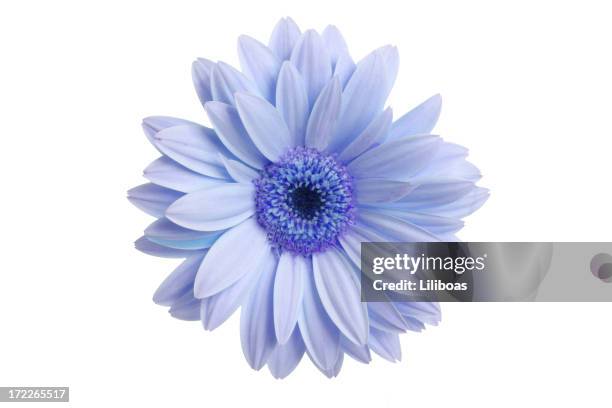 what a daisy! - gerbera daisy stock pictures, royalty-free photos & images