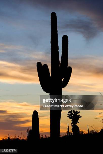 cactus sunset vertical - south mountain phoenix arizona stock pictures, royalty-free photos & images