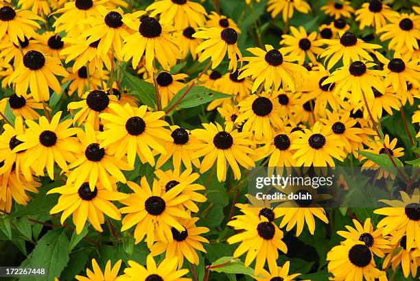 yellow daisies with brown centers growing freely - black eyed susan stock pictures, royalty-free photos & images