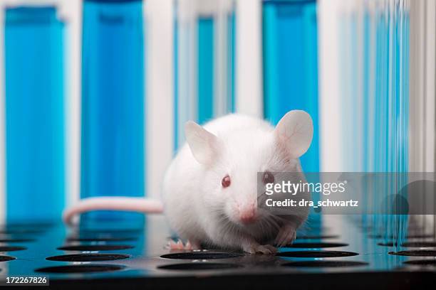 ratón de laboratorio - animal testing fotografías e imágenes de stock