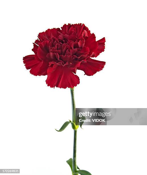 carnation - carnation flower stock pictures, royalty-free photos & images