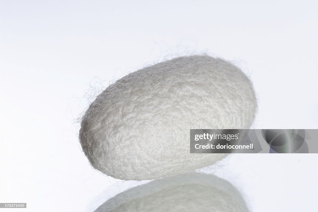 Silk coocoon