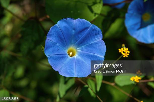 morning glory in bloom - morning glory stock pictures, royalty-free photos & images