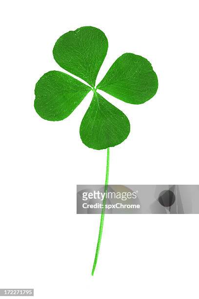 four leaf clover - four leaf clover stock pictures, royalty-free photos & images