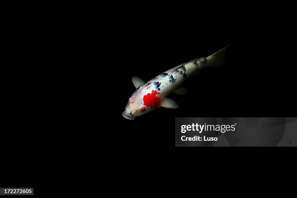 930 Red Koi Fish Photos and Premium High Res Pictures - Getty Images 930 Red Koi Fish Photos and Premium High Res Pictures - Getty Images