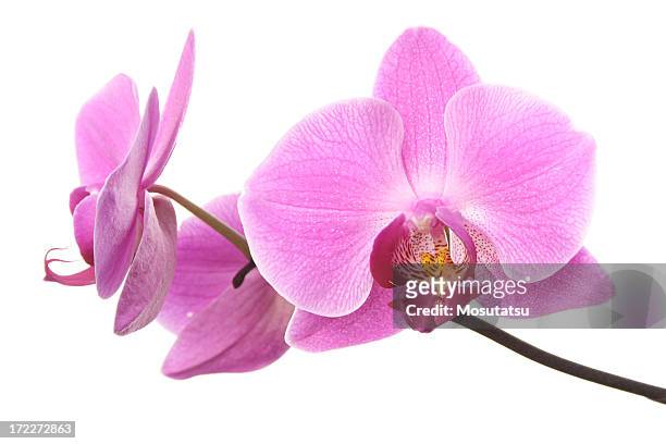 orchidée rose - white rose flower spa photos et images de collection
