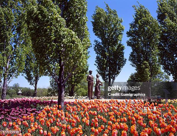 tulip festival xi - holland michigan stock pictures, royalty-free photos & images