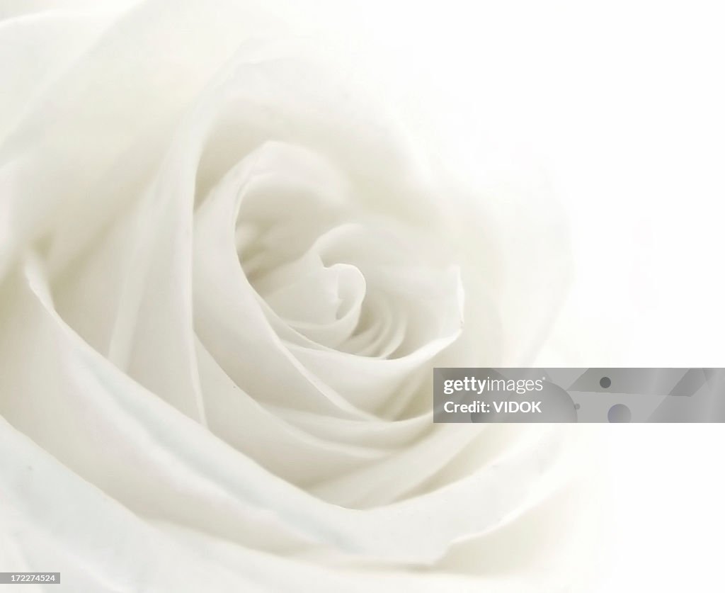 A close-up of a single white rose