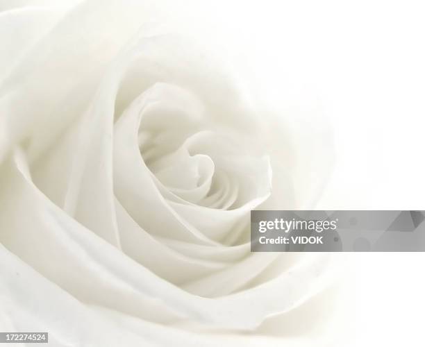 a close-up of a single white rose - flowers white background stock pictures, royalty-free photos & images