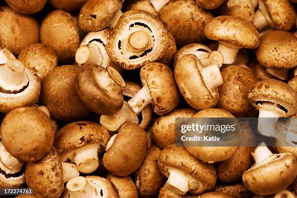 mushroom backdrop - mushrooms stock pictures, royalty-free photos & images