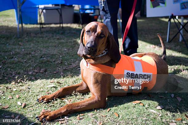 sabueso - perro de búsqueda y rescate fotografías e imágenes de stock