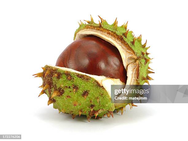 autumn husk - chestnut food stockfoto's en -beelden