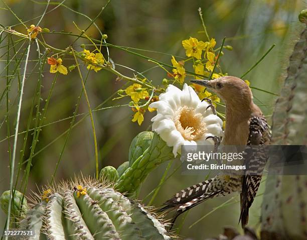 gila-specht & cactus bloom - phoenix bird stock-fotos und bilder