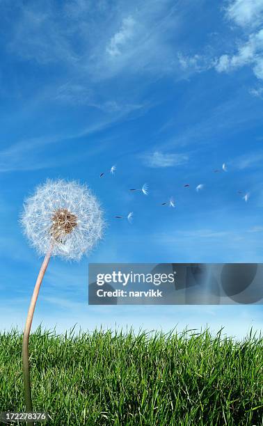 flying dandelion seeds in the wind - dandelion blowing stock pictures, royalty-free photos & images