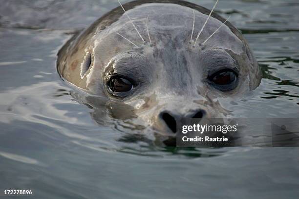 junta de natación - foca común fotografías e imágenes de stock