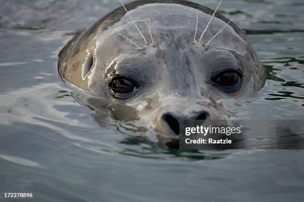 swimming seal - knubbsäl bildbanksfoton och bilder