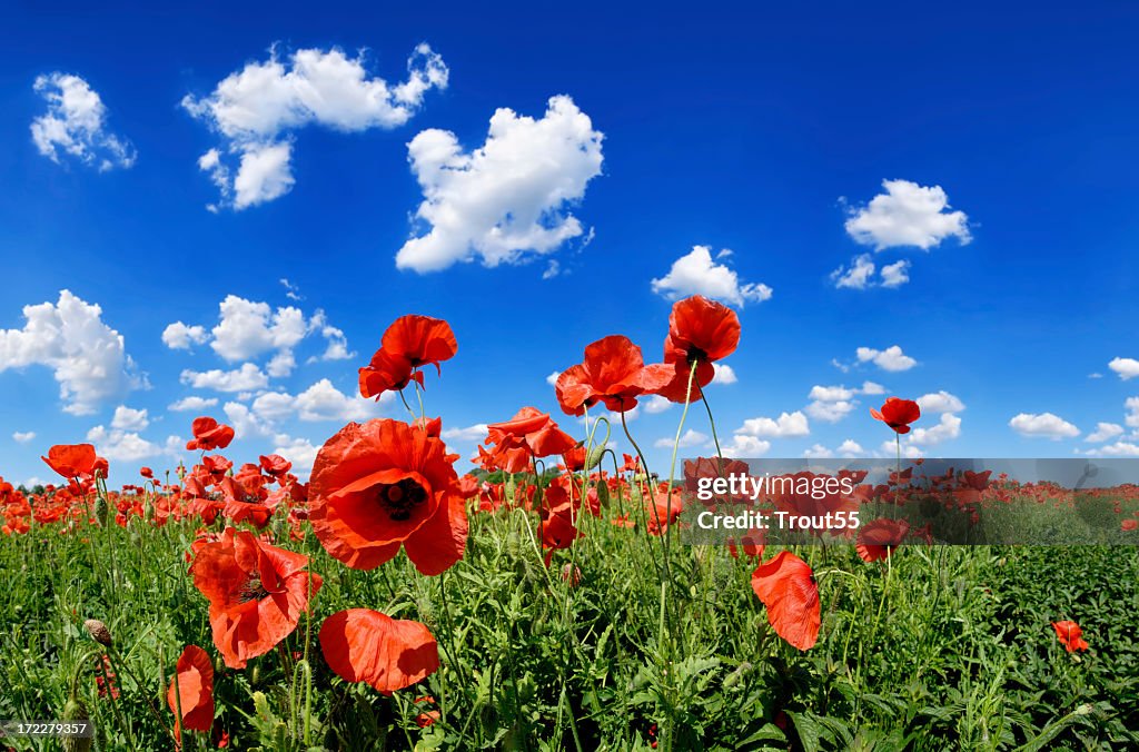 Field of red poppies against beautiful blue sky