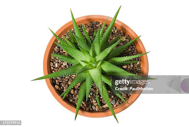 potted cactus - succulents stockfoto's en -beelden