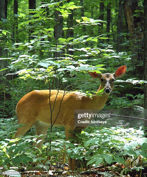 veados de calda branca em uma floresta - white tail buck - fotografias e filmes do acervo