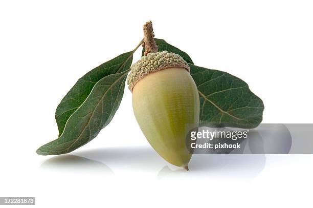 green acorn - live oak tree stock pictures, royalty-free photos & images