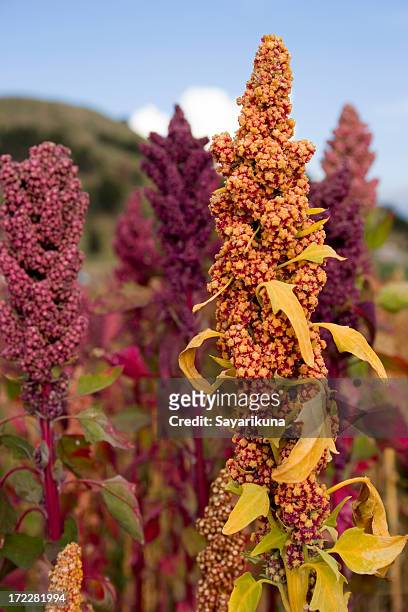 andean cereal (quinoa) - quinoa stockfoto's en -beelden